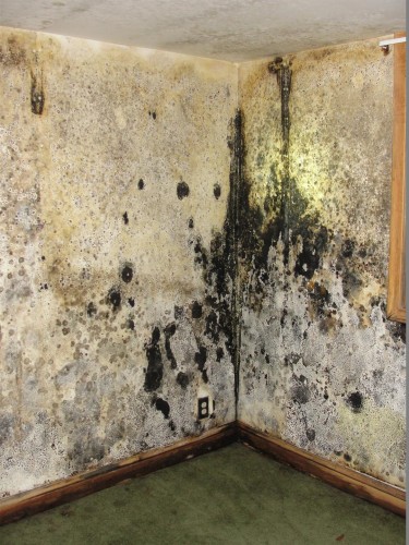 Saint Louis Home Inspection Serious Mold Issues